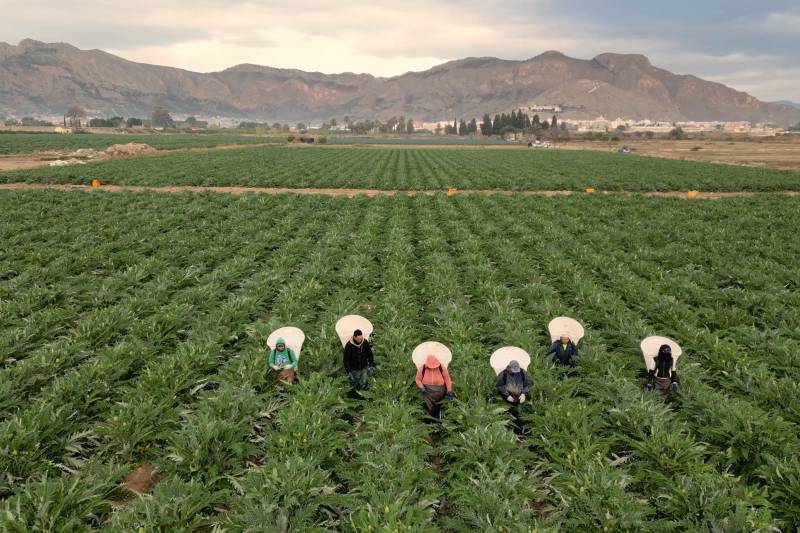 Cítricos, alcachofa, almendro y brócoli lideran la superficie de cultivo en la Vega Baja del Segura